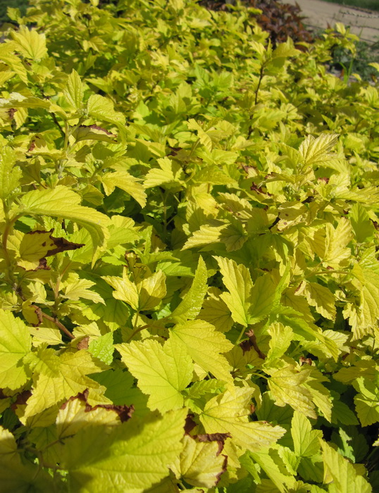 Купить Пузыреплодник калинолистный `Лютеус`, Physocarpus opulifolius ...